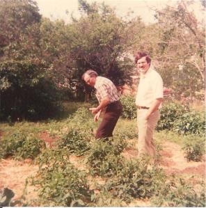 Clyde Martin picking tomatoes with a visitor. 